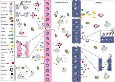 A Disintegrin and Metalloproteinase—Control Elements in Infectious Diseases